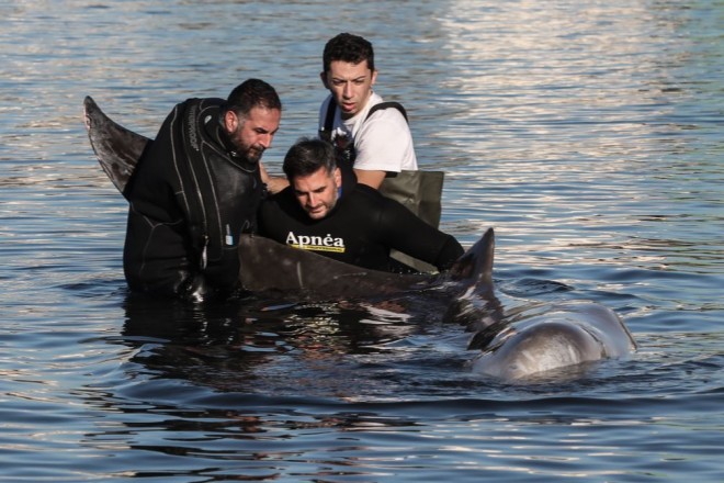 Επιχείρηση διάσωσης της φάλαινας που εκβράστηκε στον Άλιμο 