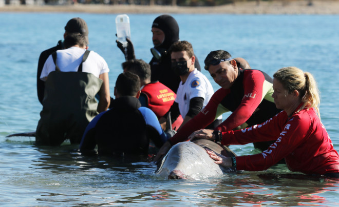 Διασώστες προσπαθούν να σώσουν τη φάλαινα στον Άλιμο- φωτογραφία Εurokinissi