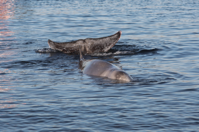 H φάλαινα ζιφιός που βγήκε στα ανοιχτά του Αλίμου-  φωτογραφία Εurokinissi