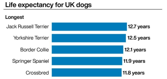 ποιοι σκύλοι ζουν περισσότερο