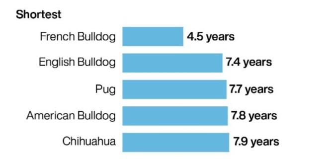 ποια σκυλιά ζουν λιγότερο