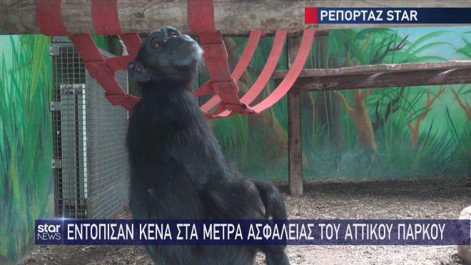 θανάτωση χιμπατζή στο Αττικό Ζωολογικό Πάρκο