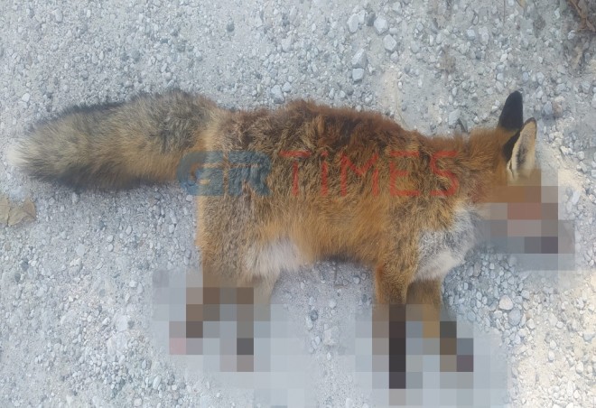 ακρωτηρίασαν και σκότωσαν αλεπού στην Καστοριά