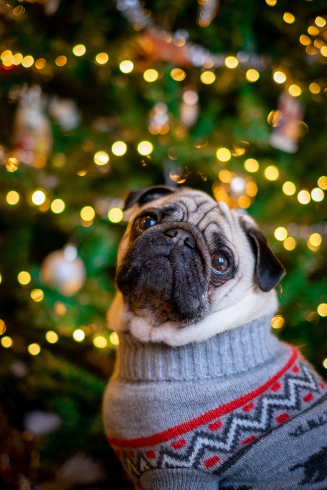 σκύλος μπροστά από χριστουγεννιάτικο δέντρο