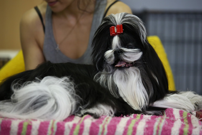 Dog show με 500 σκυλάκια: Δείτε τους νικητές!
