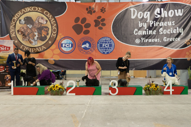 Dog show με 500 σκυλάκια: Δείτε τους νικητές!