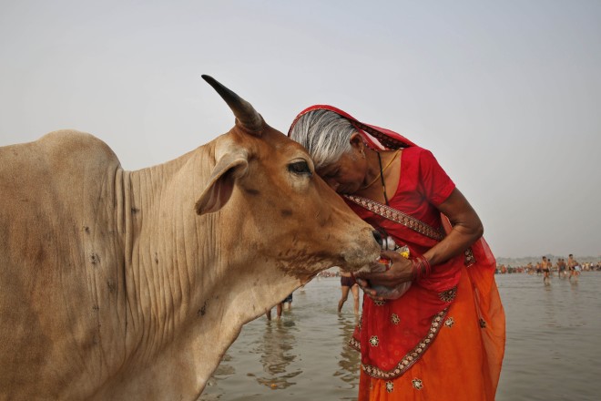 Στην Ινδία, οι αγελάδες θεωρούνται ιερές και πολλές φορές συμβολίζουν και τη μητρότητα/ ΑΡ