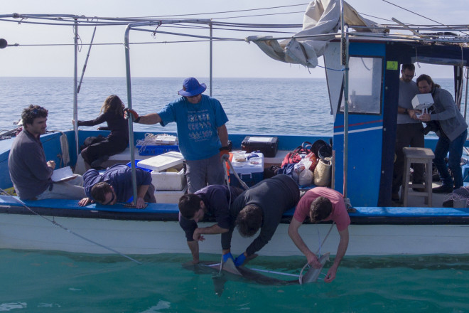 Καρχαρίας μήκους 1,8 μ. εξετάζεται από ειδικούς στη Μεσόγειο Θάλασσα/ AP Photo/Ariel Schalit