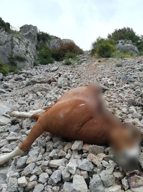νεκρά άλογα βρέθηκαν σε δυσπρόσιτο γκρεμό στην Πάρνηθα