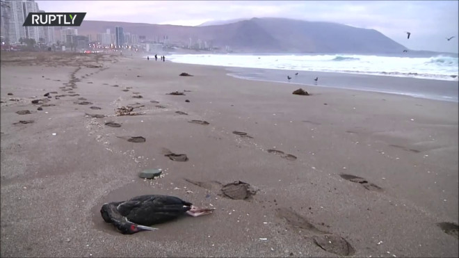 Μυστήριο με τον θάνατο χιλιάδων πουλιών στη Χιλή