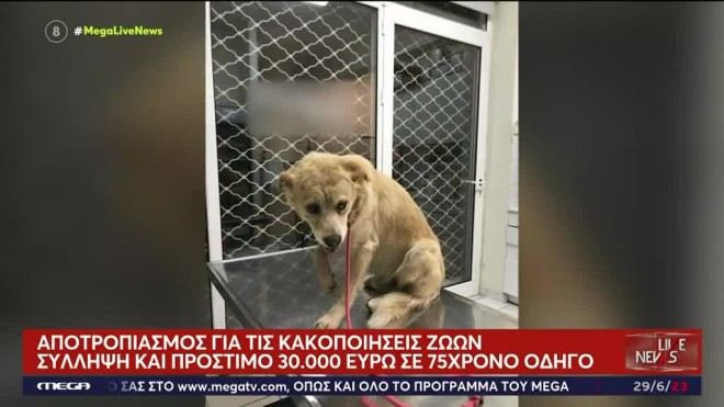 Ο τραυματισμένος σκύλος μεταφέρθηκε σε κτηνιατρείο και δεν κινδυνεύει η ζωή του/ Live news