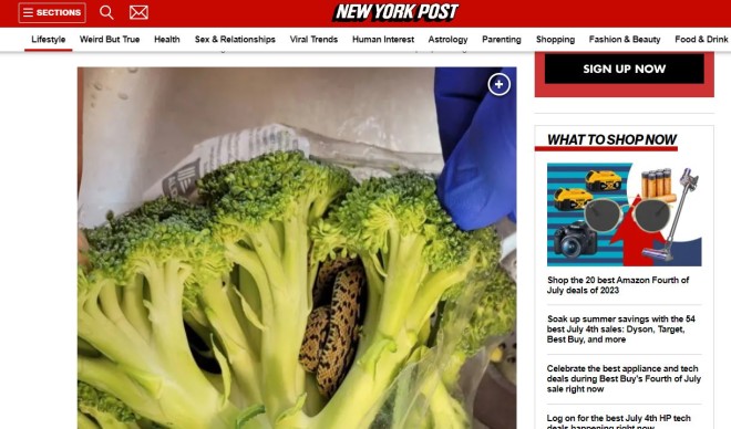 Το δημοσίευμα της New York Post για το φίδι που βρέθηκε σε μπρόκολο 