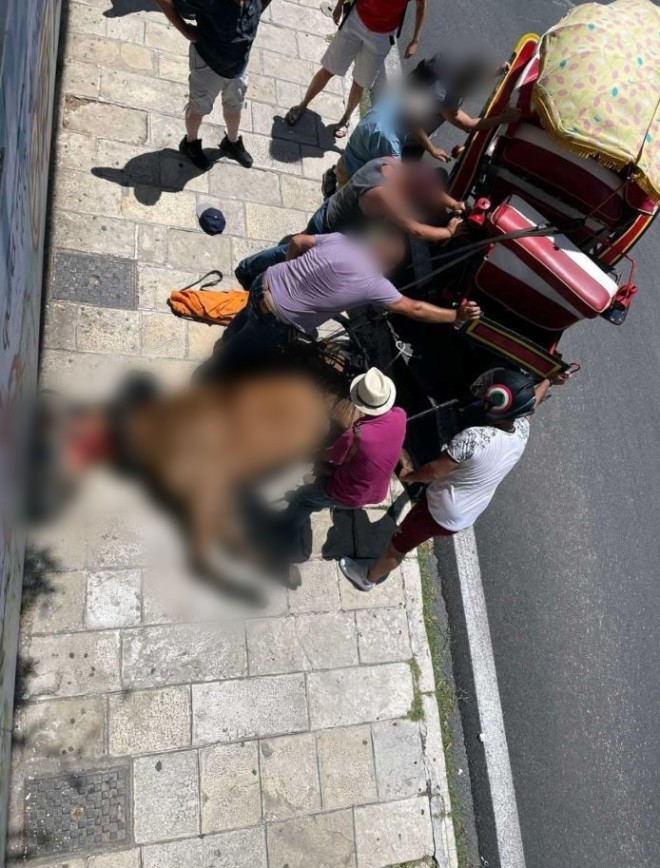 Το άλογο που κατέρρευσε χθες το μεσημέρι σε κεντρικό δρόμο της Κέρκυρας ενώ μετέφερε τουρίστες
