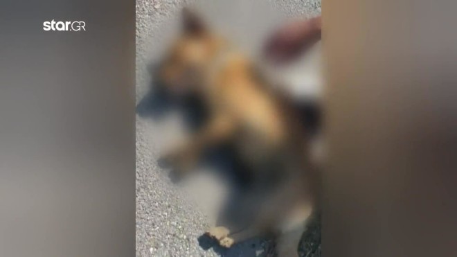 Κατερίνη: Σκύλος πέθανε από θερμοπληξία