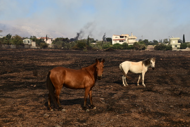 Εκατοντάδες ζώα κινδύνευσαν από τη φωτιά στη Σαρωνίδα και το Λαγονήσι - Eurokinissi