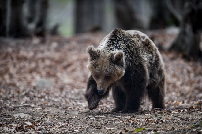 Αρκούδα στο καταφύγιο της περιβαλλοντικής οργάνωσης Αρκτούρος 
