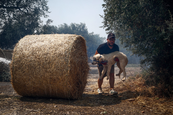 Διάσωση ζώων από την πυρκαγιά στη Φυλή/ Eurokinissi Σωτήρης Δημητρόπουλος