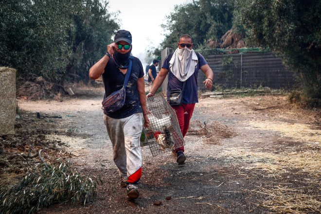 Διάσωση ζώων από την πυρκαγιά στη Φυλή/ Eurokinissi Σωτήρης Δημητρόπουλος