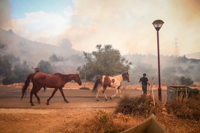 Διάσωση ζώων από την πυρκαγιά στη Φυλή/ Eurokinissi Κώστας Τζούμας