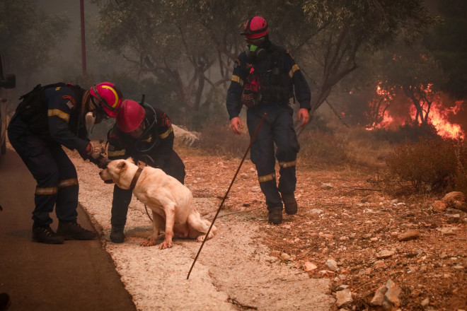 Διάσωση ζώων από την πυρκαγιά στη Φυλή/ Eurokinissi Κώστας Τζούμας