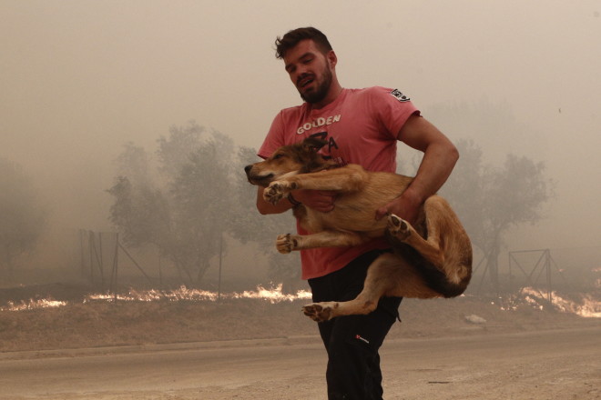 Φωτιά Πάρνηθα: Νεαρός σώζει ζωάκια μέσα από την πυρκαγιά