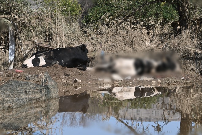 Χιλιάδες ζώα κείτονται νεκρά στα λιμνάζοντα νερά στις πληγείσες περιοχές της Θεσσαλίας από την κακοκαιρία Daniel - Eurokinissi
