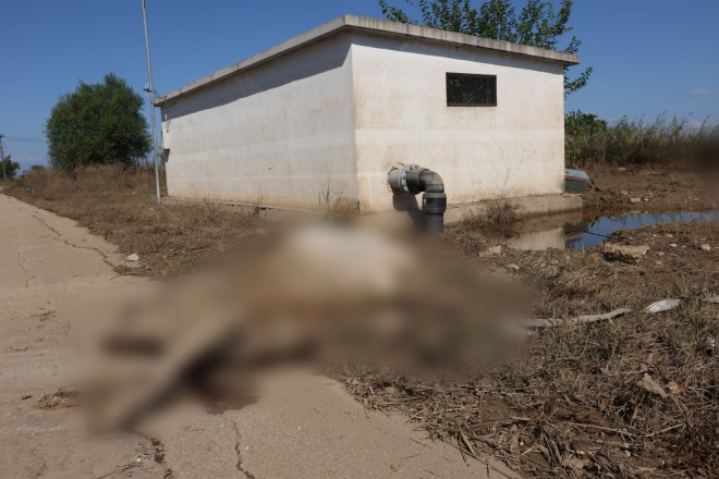 Τα νεκρά ζώα που κείτονται στους δρόμους των πλημμυρισμένων χωριών της Θεσσαλίας αποτελούν υγειονομική βόμβα - Eurokinissi