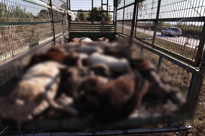 Οι κάτοικοι στοιβάζουν τα νεκρά ζώα σε καρότσες για να τα μεταφέρουν σε σημεία, όπου θα ταφού ή θα αποτεφρωθούν