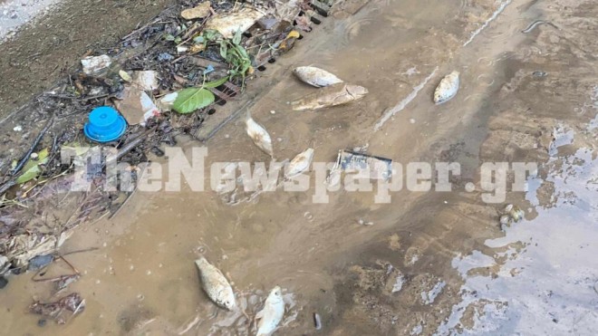 Βόλος: Ψάρια ξεβράστηκαν στο κέντρο της πόλης μετά τις πλημμύρες