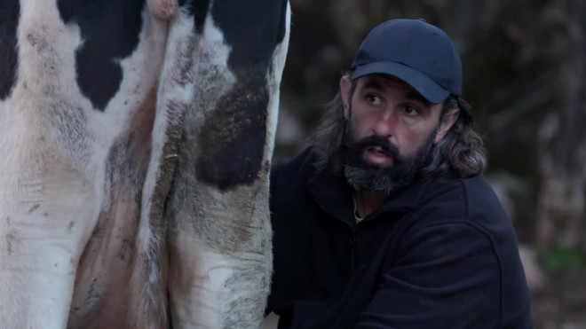 Φάρμα: Ο Νίκος Παρλάντζας έχει αναλάβει το άρμεγμα της αγελάδας