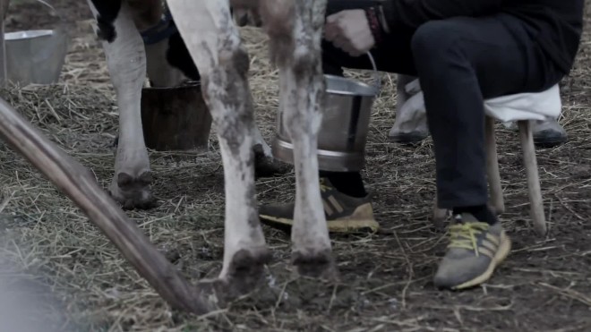 Φάρμα: Η αγελάδα φοβήθηκε και κλώτσησε τον Νίκο Παρλάντζα
