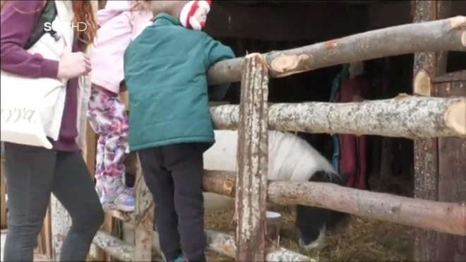 Αντιδράσεις προκαλεί ξανά η απόφαση του Δήμου Βόλου να τοποθετηθούν αληθινά πρόβατα και πόνυ στη φάτνη της πόλης