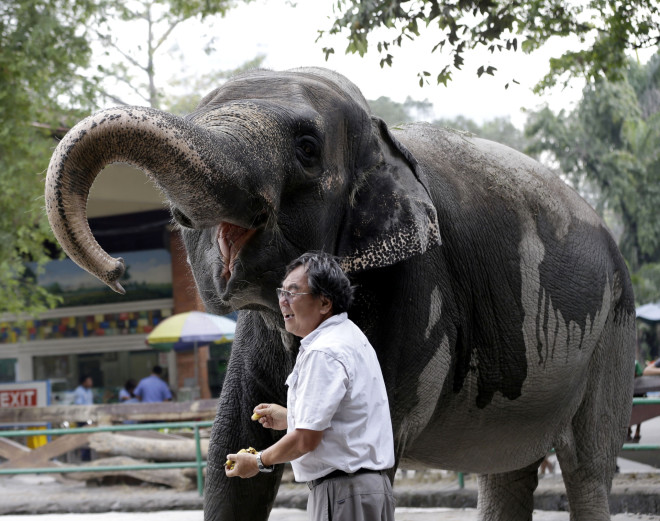 Η Μάλι, γνωστή ως «ο πιο θλιμμένος ελέφαντας στον κόσμο», πέθανε την περασμένη Τρίτη στις Φιλιππίνες - ΑP
