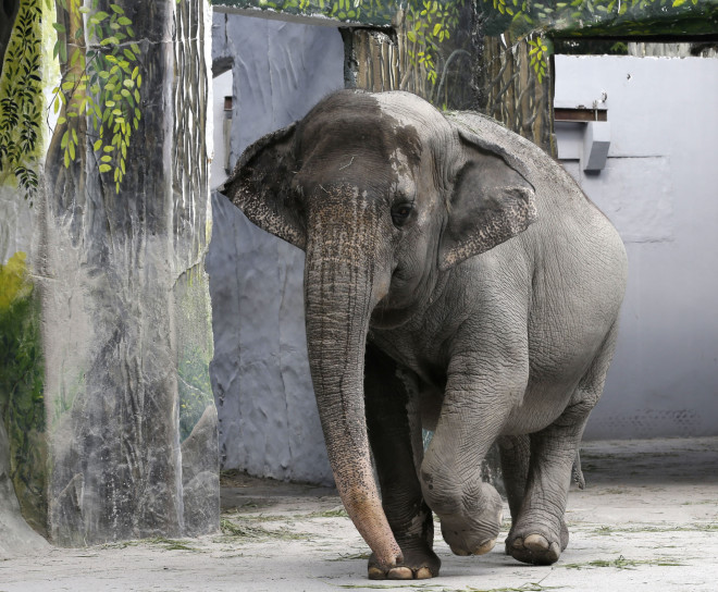 Επί δεκαετίες η Μάλι βρισκόταν σε συνθήκες απομόνωσης και αιχμαλωσίας στον ζωολογικό κήπο της Μανίλα - AP