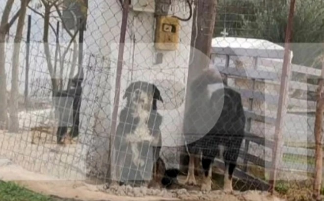 Τα σκυλιά που επιτέθηκαν και κατασπάραξαν την 50χρονη στη Θεσσαλονίκη