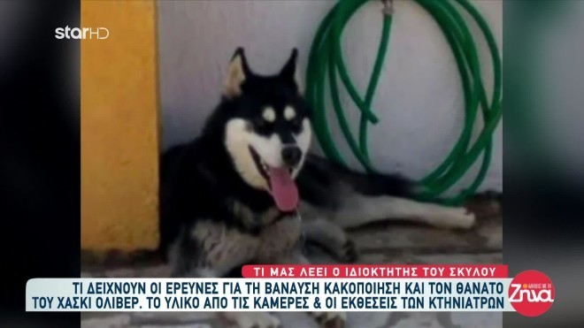 Προσπάθεια συγκάλυψης της αλήθειας για τον θάνατο του σκύλου στην Αράχωβα καταγγέλλει ο ιδιοκτήτης του, μέσω της δικηγόρου του