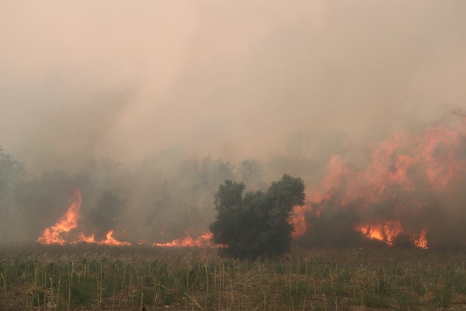 Οι φωτιές στον Έβρο κατέστρεψαν μεγάλο μέρος του Δάσους της Δαδιάς