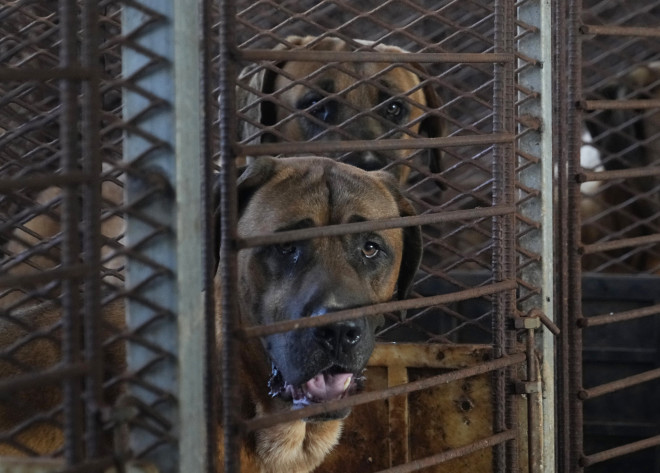 Απαγορεύει το κρέας σκύλου η Νότια Κορέα, με ιστορικό νομοσχέδιο