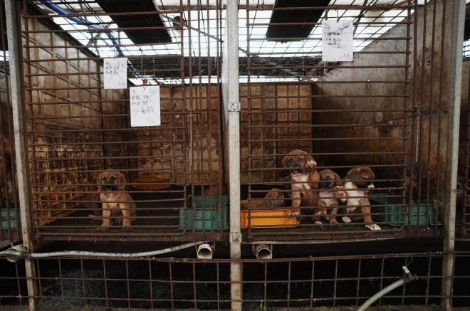 Απαγορεύει το κρέας σκύλου η Νότια Κορέα, με ιστορικό νομοσχέδιο