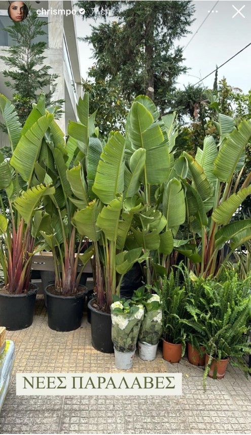 Χριστίνα Μπόμπα: Φτιάχνει τον κήπο του σπιτιού της - Τα φυτά που αγόρασε