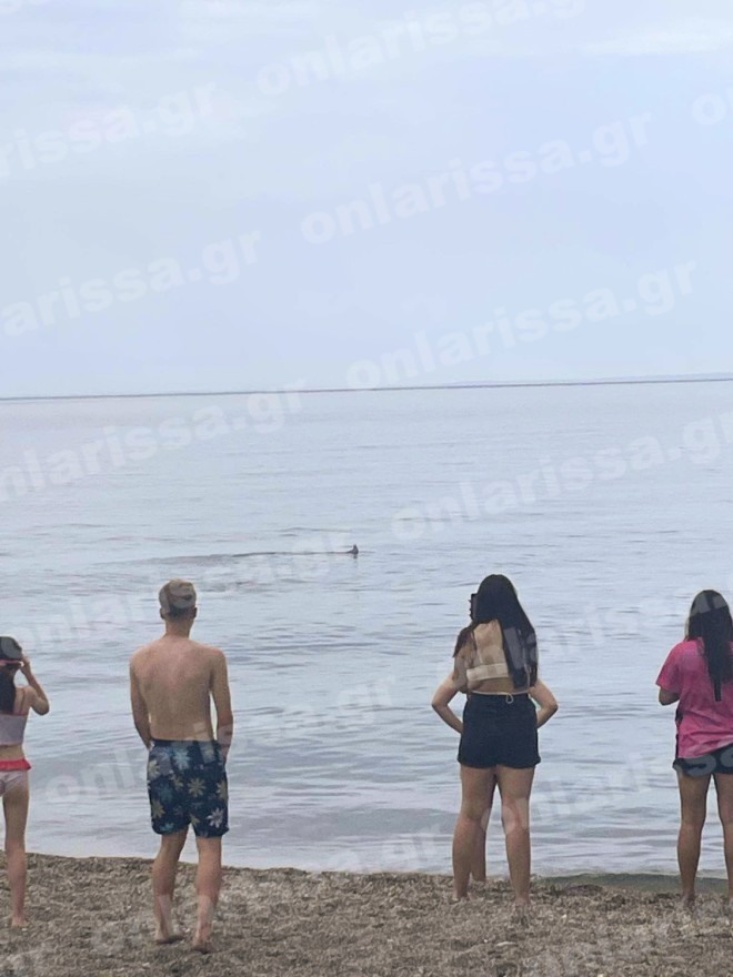 Λάρισα: Καρχαριοειδές έκανε... βόλτες σε παραλία