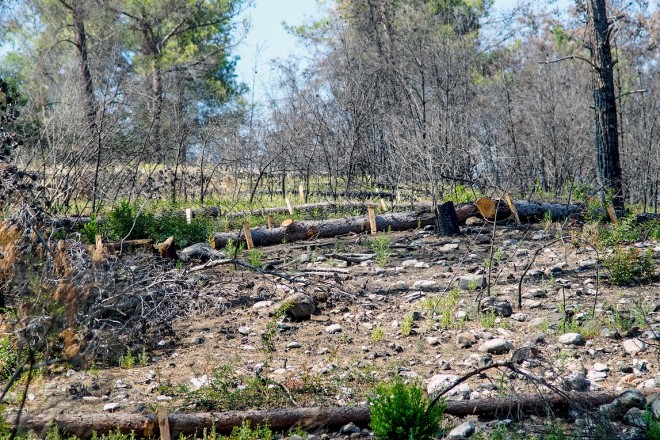 Η Nova παρέδωσε το έργο αποκατάστασης πυρόπληκτων περιοχών στη Ρόδο