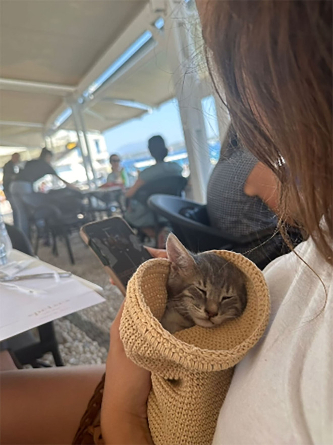 Το γατάκι που έσωσε Αμερικανίδα τουρίστρια από τη θάλασσα στις Σπέτσες - Instagram