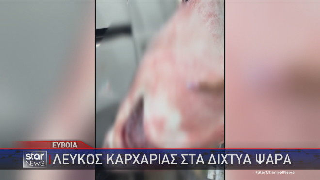 Ο λευκός καρχαρίας που βρέθηκε στα δίχτυα ψαρά στην Εύβοια  
