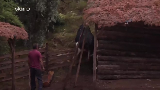 Φάρμα: Η στιγμή που η αγελάδα πηδάει πάνω από τον φράχτη κάνοντας παρκούρ