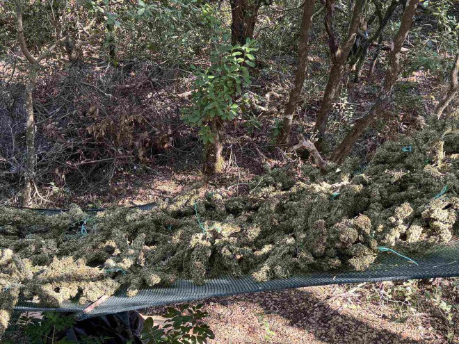 Αρκαδία: Εντοπίστηκε φυτεία κάνναβης «μαμούθ» με 1.253 δενδρύλλια
