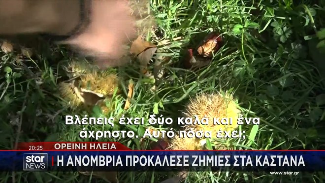 Ηλεία: Σε απόγνωση οι παραγωγοί κάστανου λόγω της ανομβρίας