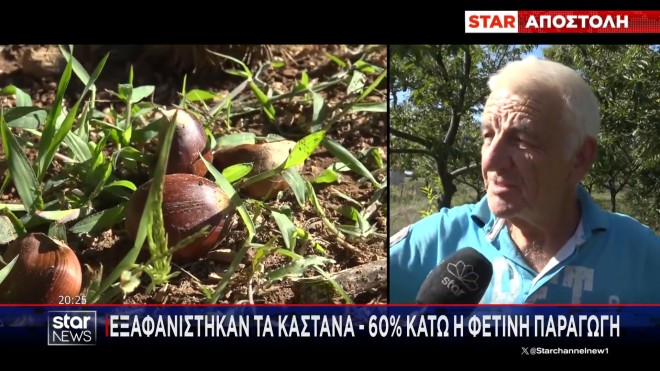 Ηλεία: Σε απόγνωση οι παραγωγοί κάστανου λόγω της ανομβρίας