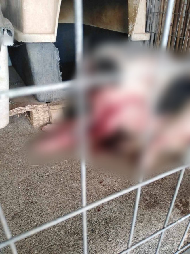 Εικόνες φρίκης στο Κορωπί: Καταγγελία για κακοποίηση ζώων σε κυνοκομείο