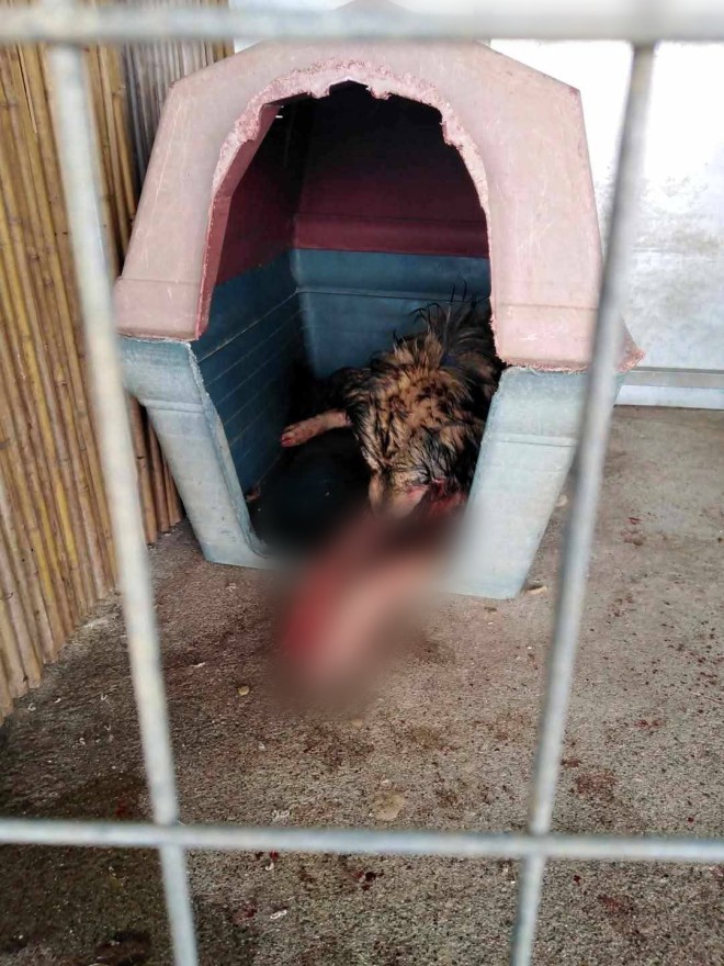 Εικόνες φρίκης στο Κορωπί: Καταγγελία για κακοποίηση ζώων σε κυνοκομείο